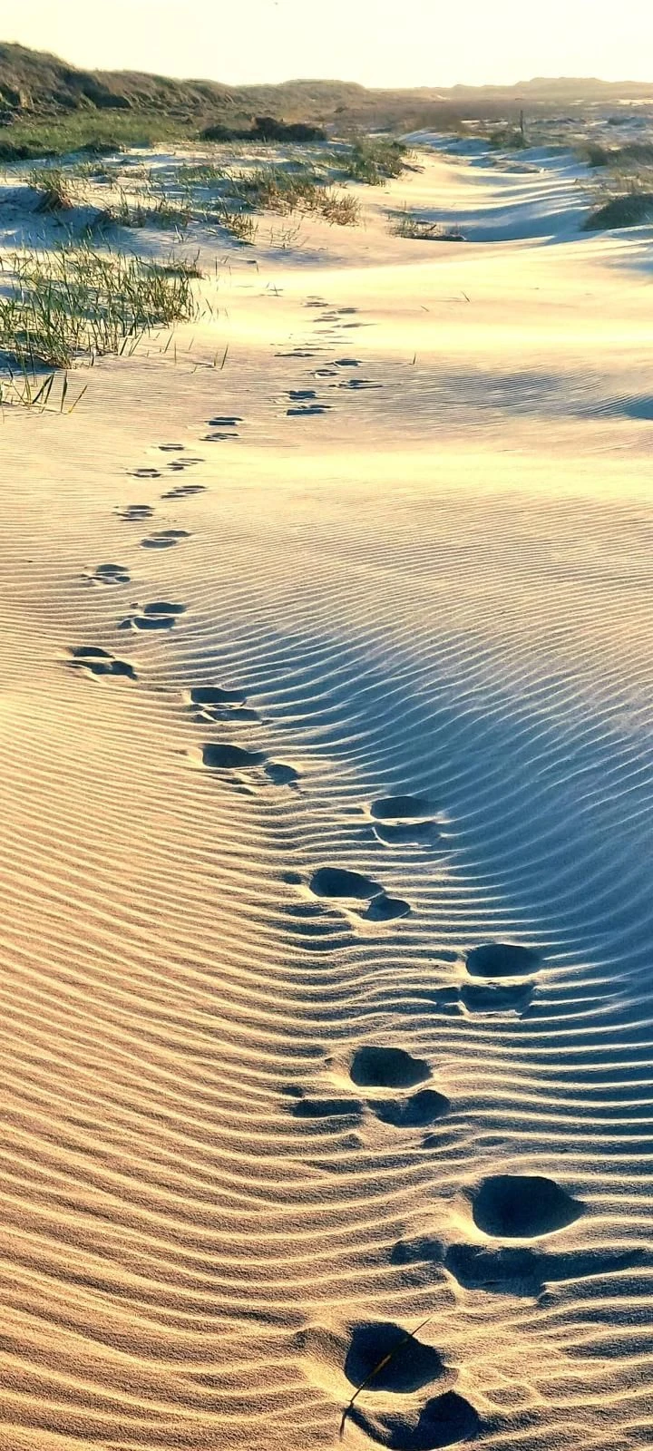 photo - Vilten op Terschelling