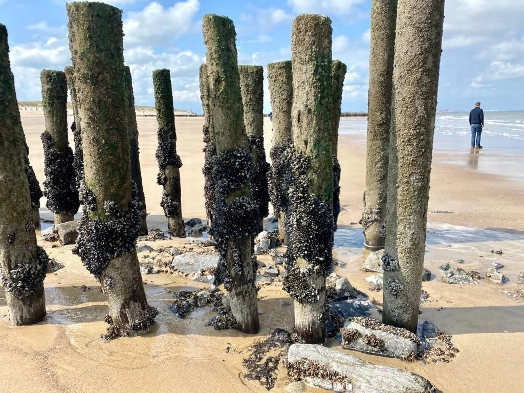 photo - Vilten op Terschelling