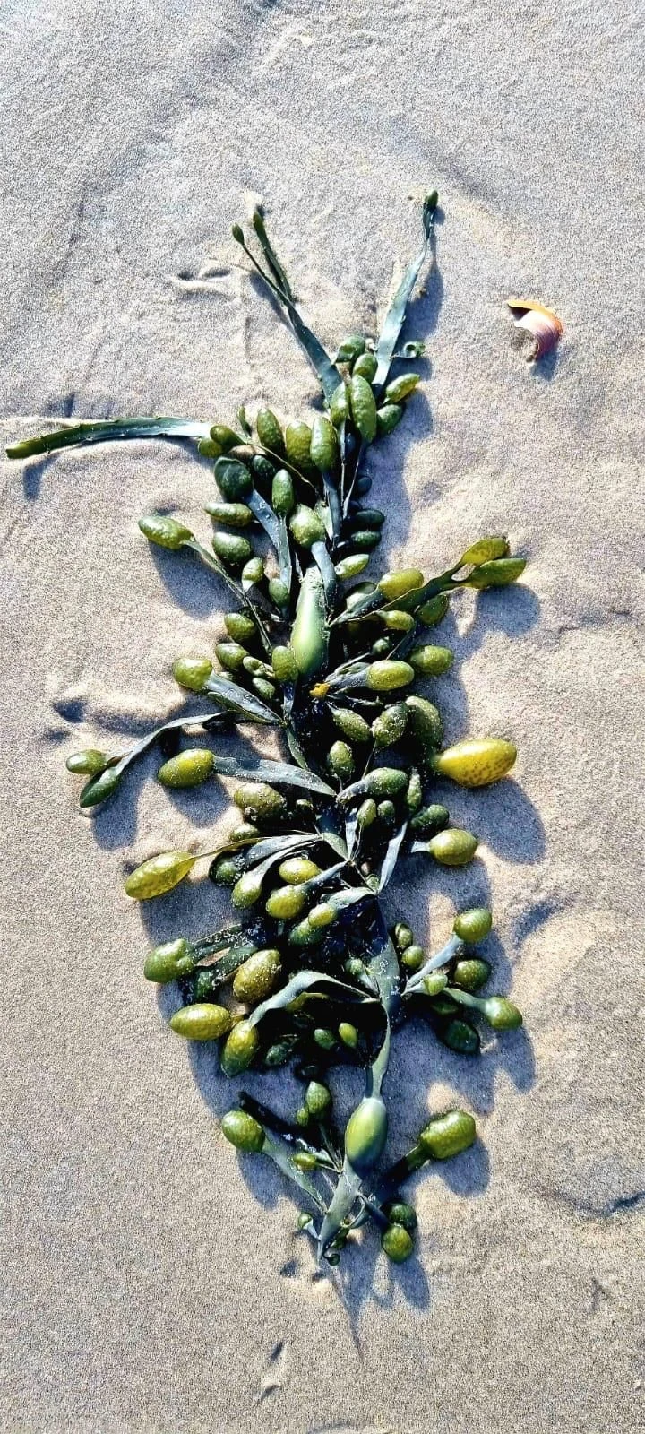 photo - Vilten op Terschelling